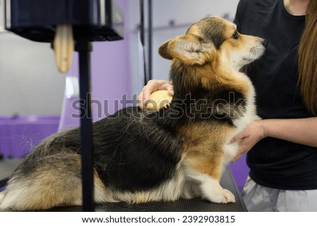 Pet groomer brushing a dog with curry brush tool. Professional grooming service in a veterinary clinic Royalty-Free Stock Photo #2392903815