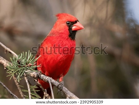 Close up male Northern Cardinal (Cardinalis cardinalis) perching in White Spruce boughs in the Chippewa National Forest, northern Minnesota USA Royalty-Free Stock Photo #2392905339