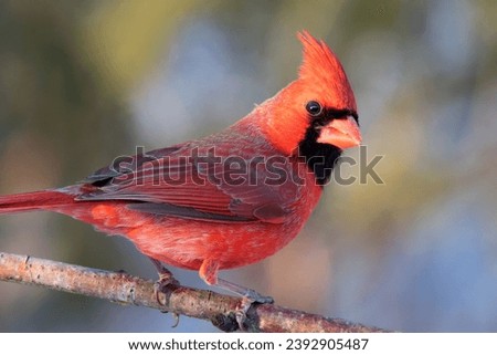 Close up male Northern Cardinal (Cardinalis cardinalis) perched on Birch Tree branch, with blurry background in northern Minnesota USA Royalty-Free Stock Photo #2392905487