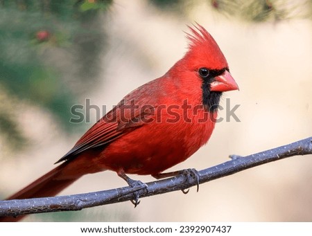 Close up male Northern Cardinal (Cardinalis cardinalis) perched on Paper Birch Tree branch, with blurry background in northern Minnesota USA Royalty-Free Stock Photo #2392907437