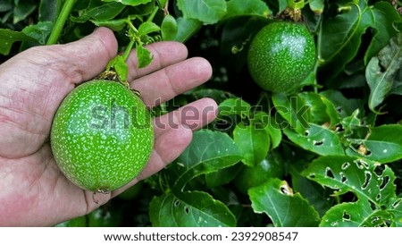 Passiflora edulis, commonly known as passion fruit, growing on a tree. The picture shows the leaves and fruit. Gazipasa, Antalya, Turkey