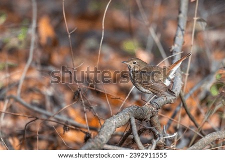 Hermit thrush perched on a dead branch. Colorful fall leaves on the ground in the background. Royalty-Free Stock Photo #2392911555