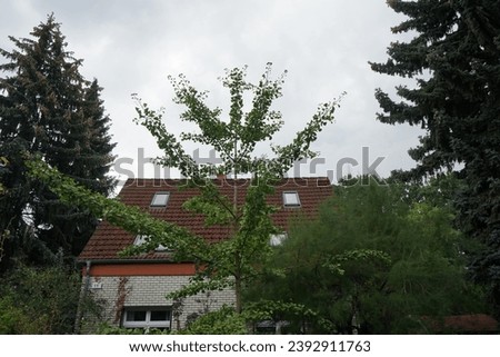 Ginkgo biloba tree grows in September. Ginkgo biloba, ginkgo or gingko, the maidenhair tree, is a species of gymnosperm tree. Berlin, Germany Royalty-Free Stock Photo #2392911763