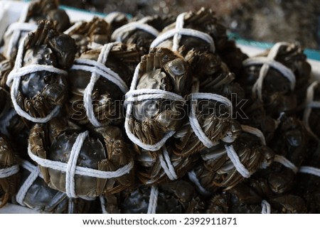 Chinese mitten crab also known as the Shanghai hairy crab (Eriocheir sinensis