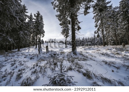 winter view of the forest covered with snow