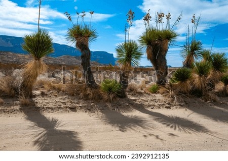 Faxon yucca, Spanish dagger (Yucca faxoniana), giant yuccas in autumn along the road in Yucca Valley, Big Bend, Texas Royalty-Free Stock Photo #2392912135