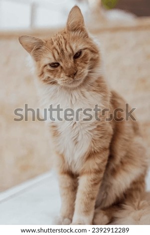 Closeup portrait of a Tabby cat. 