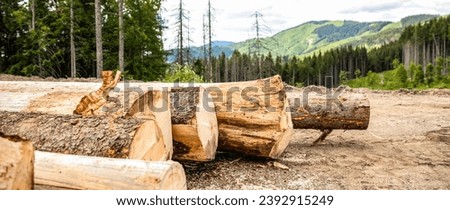 Felling trees in forest. Sawed trees in coniferous forests. Deforestation, forest destruction. Timber harvesting.