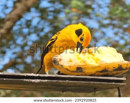 The golden tanager, also called golden grain or chestnut-breasted tanager, is a species of passerine bird in the family Thraupidae.