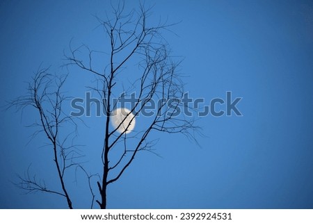 Silhouette of a tree and branches in front of moon at night
