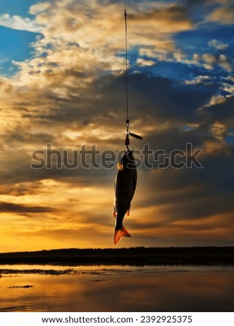 Fishing at sunset. Catching predatory fish on spinning. Sunset colors on the water surface, sunny path from the low sun. Perch caught on yellow spoonbait Royalty-Free Stock Photo #2392925375
