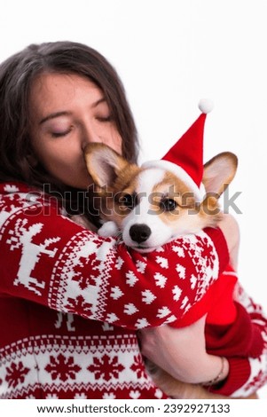 Close-up Beautiful girl in a Christmas sweater with a small Pembroke Welsh Corgi puppy in a red Christmas sweater and Santa hat. A girl hugs and kisses a puppy. Isolated on white background