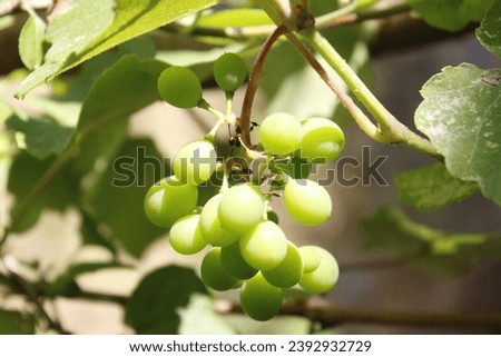 Sunlight falls on the grape branches, Green unripe grape, selective focus