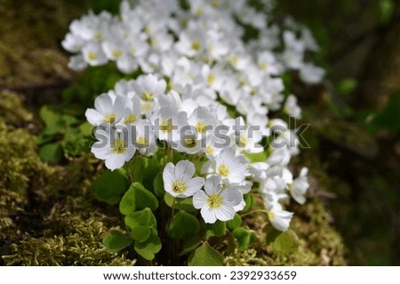 beautiful spring white flowers oxalis blurred macro image