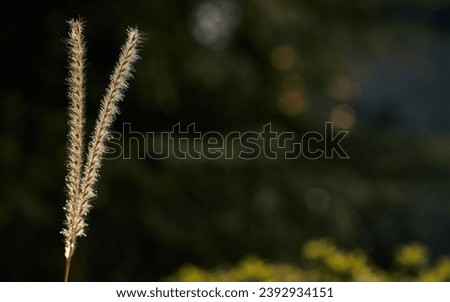 Silhouetted grass stems gleaming at dusk with a soft bokeh background.