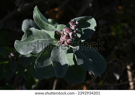 Beach vitex (Vitex rotundifolia) fruits. Lamiaceae evergreen shrub beach plants. The fruits are drupe, ripen to a light black color in October, and are dried and used for herbal medicine. Royalty-Free Stock Photo #2392934201
