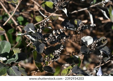 Beach vitex (Vitex rotundifolia) fruits. Lamiaceae evergreen shrub beach plants. The fruits are drupe, ripen to a light black color in October, and are dried and used for herbal medicine. Royalty-Free Stock Photo #2392934203