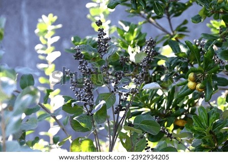 Beach vitex (Vitex rotundifolia) fruits. Lamiaceae evergreen shrub beach plants. The fruits are drupe, ripen to a light black color in October, and are dried and used for herbal medicine. Royalty-Free Stock Photo #2392934205