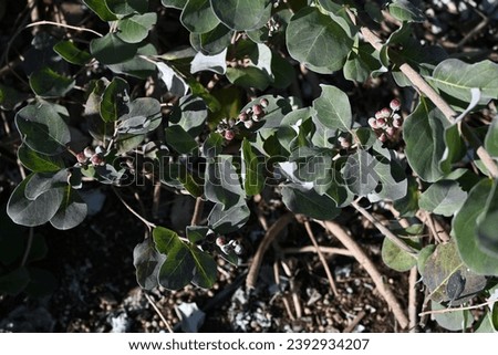 Beach vitex (Vitex rotundifolia) fruits. Lamiaceae evergreen shrub beach plants. The fruits are drupe, ripen to a light black color in October, and are dried and used for herbal medicine. Royalty-Free Stock Photo #2392934207