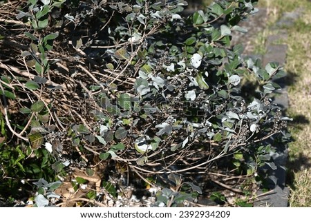 Beach vitex (Vitex rotundifolia) fruits. Lamiaceae evergreen shrub beach plants. The fruits are drupe, ripen to a light black color in October, and are dried and used for herbal medicine. Royalty-Free Stock Photo #2392934209