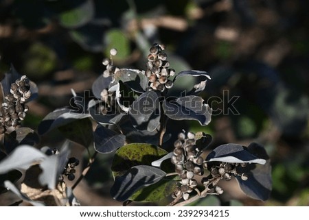 Beach vitex (Vitex rotundifolia) fruits. Lamiaceae evergreen shrub beach plants. The fruits are drupe, ripen to a light black color in October, and are dried and used for herbal medicine. Royalty-Free Stock Photo #2392934215