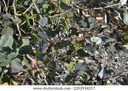 Beach vitex (Vitex rotundifolia) fruits. Lamiaceae evergreen shrub beach plants. The fruits are drupe, ripen to a light black color in October, and are dried and used for herbal medicine. Royalty-Free Stock Photo #2392934217