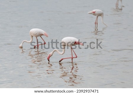 Beautiful Flamingos on lake in Amboseli National Park Kenya Africa