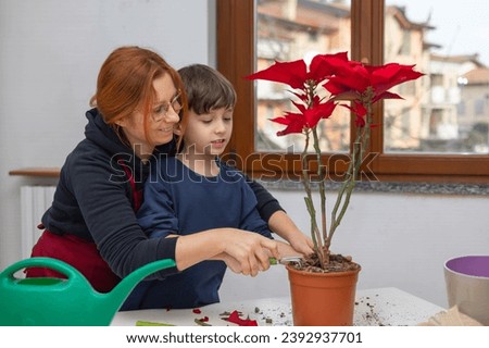 Happy young woman and her son are care a poinsettia at home.Parenting and Education.
