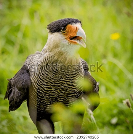 Extreme close up of a Black crested caracara squawking