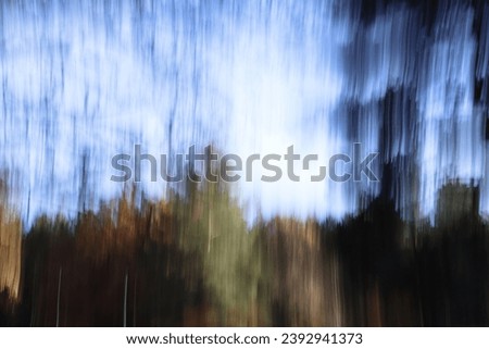 Trees in the forest in autumn