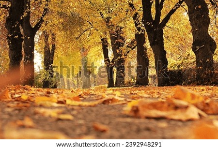a beautiful path in the forest Royalty-Free Stock Photo #2392948291