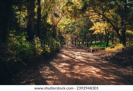 a beautiful path in the forest