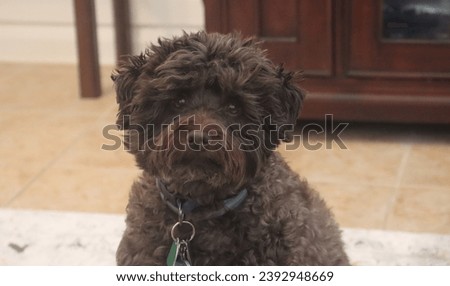 The Beautiful and Mischievous  Miniature Schnoodle