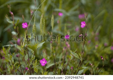 flower, nature, orchard, pink, factory, spring, summer, purple, flora, field, bloom, grass, pasture, inhospitable, wildflower, Royalty-Free Stock Photo #2392948741