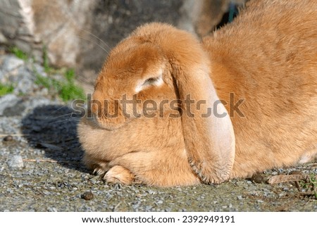 A French Lop rabbit sits on the green grass. Small, fluffy, brown home bunny with big ears.