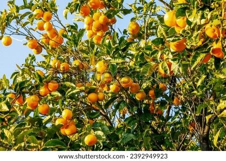 Fragrant, citrus, orange trees on the streets of Lisbon in Portugal are covered with bright orange, delicious, exotic fruits.
