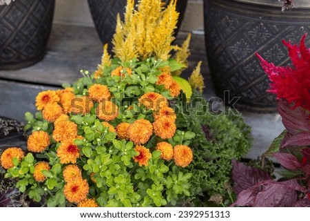Close up view of autumn flowering yellow chrysanthemums in sunny outdoor pots in a market setting
