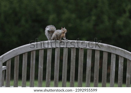 Squirrel resting on a park bench 