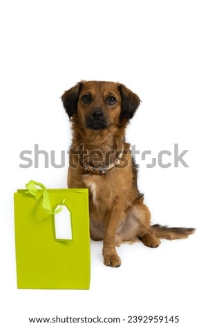 brown basque shepherd dog, with green shopping bag discounts discounts sales advertising copy space