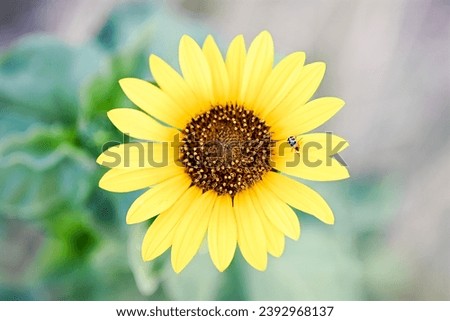Bright yellow perfect wild isolated sunflower with beetle