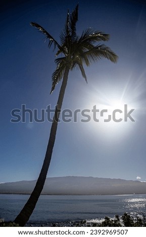 Maui Hawaii Palm tree on a Beach and Ocean view with blue sky