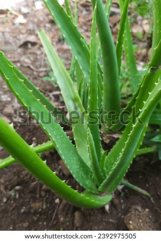 aloe vera The benefits of this plant can be obtained from the nutritional content it contains, such as magnesium, calcium, iron, phosphorus, sodium, zinc, antioxidants and folate.