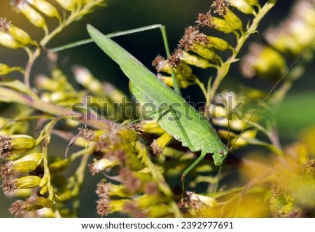 Green Sickle bearing Bush Cricket (Phaneroptera falcata, Tuyumushi) survive on one leg in the meadow (Sunny closeup macro photograph)