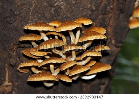 Yellow-brown Numerisugitakemodoki (Pholiota cerifera) mushrooms growing densely on the surface of dead trees (Wildlife closeup macro photograph)