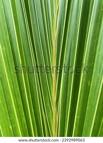 Abstract photo of a young coconut leaf