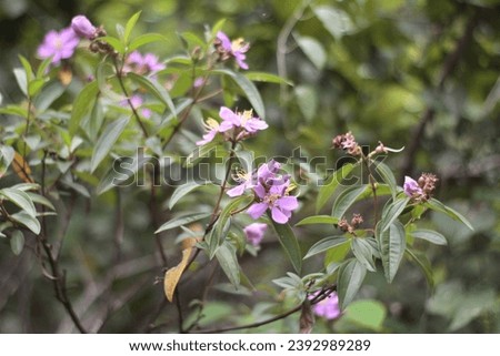 Malpighia glabra, a medicinal plant