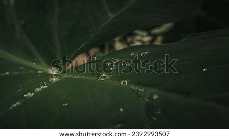 Full-grown laosy Giant can reach up to 2.5 m tall, with the leaves 1.2 to 1.5 m wide. Although very similar to other plants falling under the umbrella term "elephant ear," such as Alocasia, Leucocasia Royalty-Free Stock Photo #2392993507