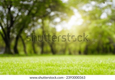 natural grass field lawn background with tree park outdoor back yard blurred bokeh and sun  Royalty-Free Stock Photo #2393000363