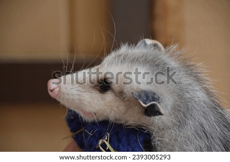 Close up of a baby opossum with its tiny ears.
