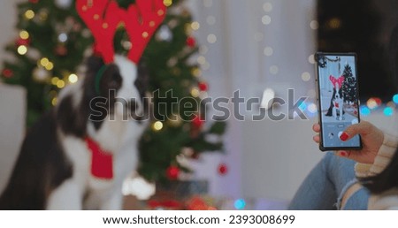 Female hands using mobile phone to take photos of cute pet. Woman enjoy smartphone photographing funny border collie dog wearing reindeer antlers headband in festive decorated room with Christmas tree